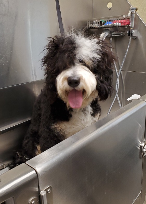 Grooming Millie bath