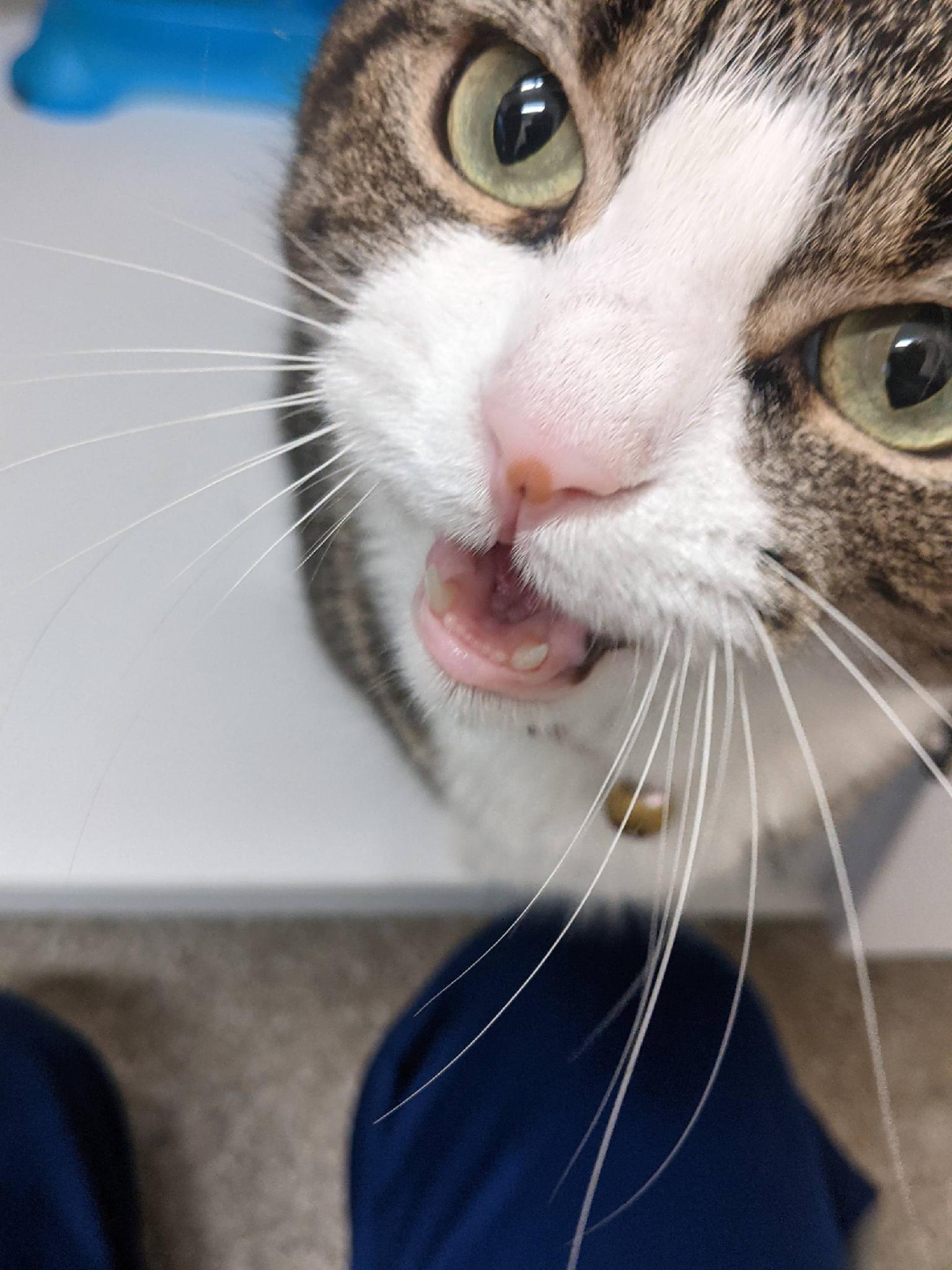 Rosie named cat in vet clinic