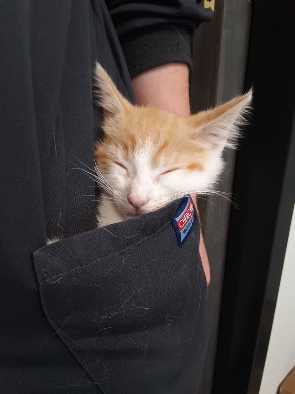 a cat sleeping in a pocket