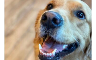 Dental Care Is Key to Your Pet’s Health and Happiness