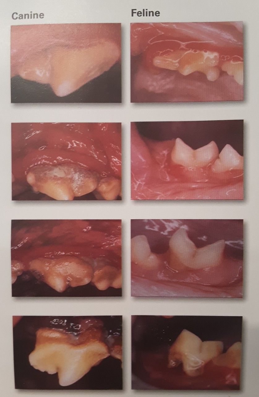 a collage of teeth
