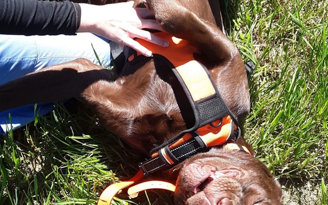 a dog lying on grass