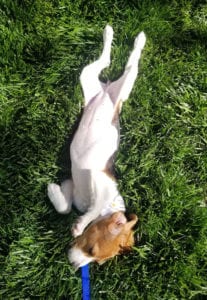 a dog lying on its back in the grass