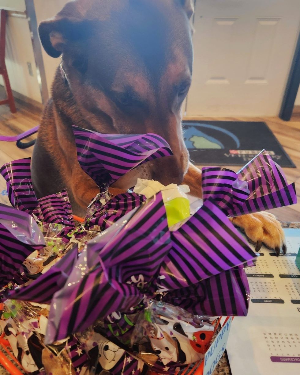 a dog with a bunch of wrapped candy