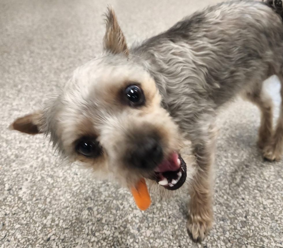 a dog with a carrot in its mouth