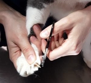 a person cutting a cat's paw<br />
