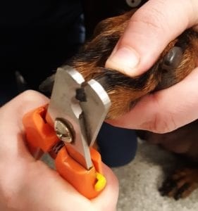 a person cutting a dog's paw with a nail clipper<br />
