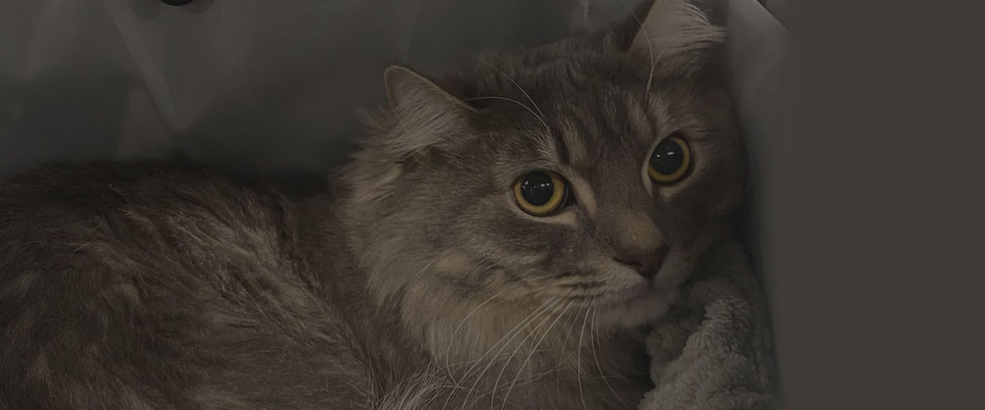 About Eno Animal Hospital Vet In Durham, NC 27712