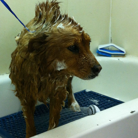 a dog getting a bath