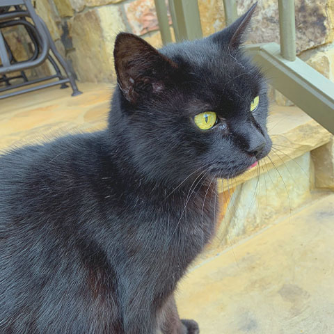a black cat sitting on a porch<br />
