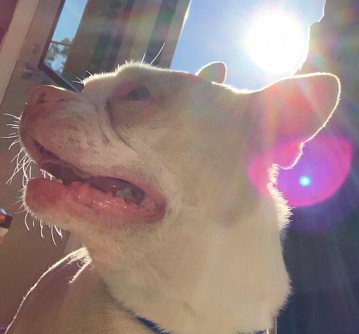 a dog looking up at the sun