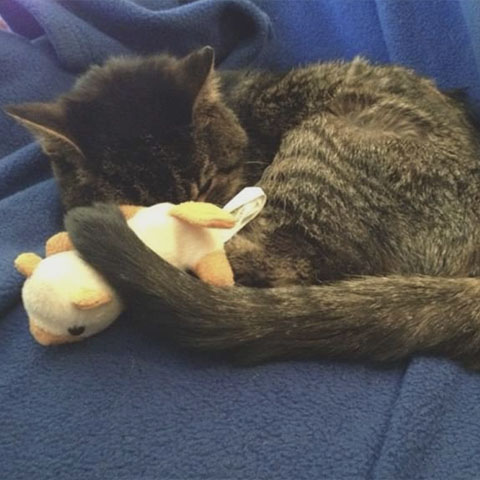 a cat lying on a blanket with a stuffed animal<br />
