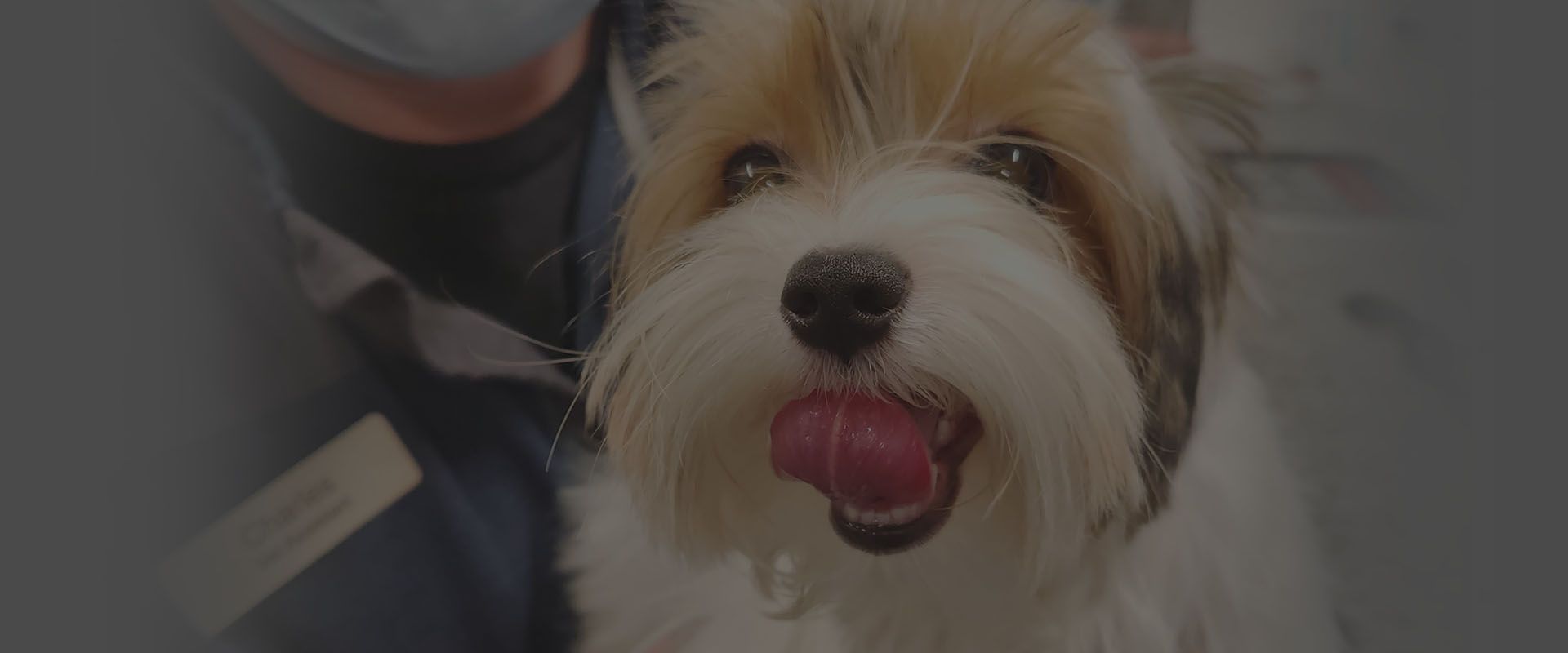 Pet Grooming In Durham, NC 27712 Eno Animal Hospital