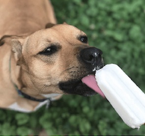 a dog licking a popsicle