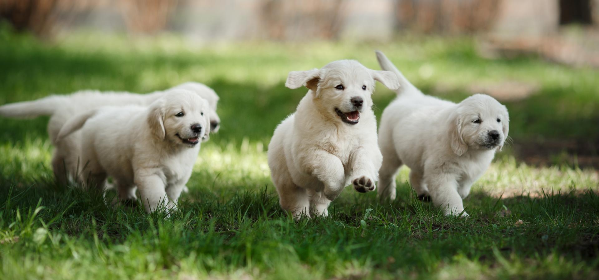 Veterinary Appointment In Durham, NC 27712 Eno Animal Hospital