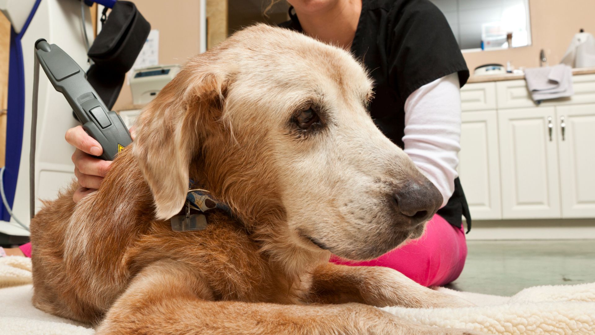 Pet Laser Therapy In Durham, NC 27712 Eno Animal Hospital