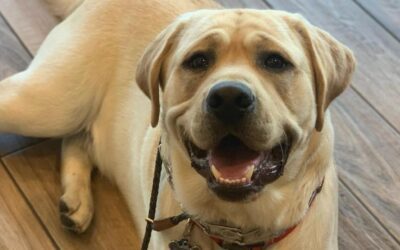 The (Big) Picture of Health: Blood Work