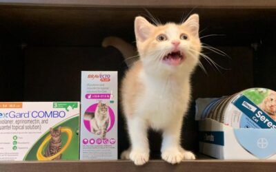 Can You Spot a Fake?