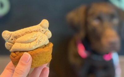 Stuff It: Dangerous Foods for Pets