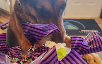 Keep Your Pet Safe on Halloween