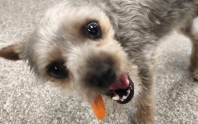 Know Exactly What’s Poisonous to Pets