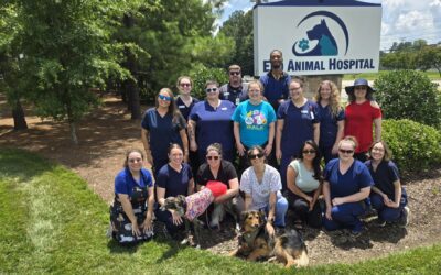 Choosing the Right Veterinarian: Why Eno Stands Out in Durham