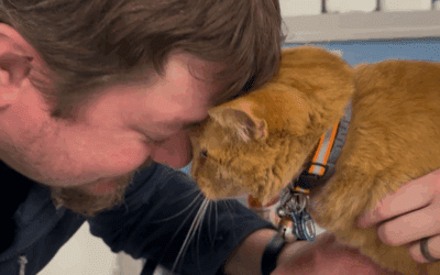 You Need Pet Insurance