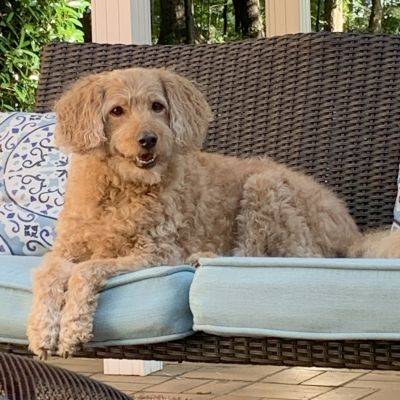 a golden retriever