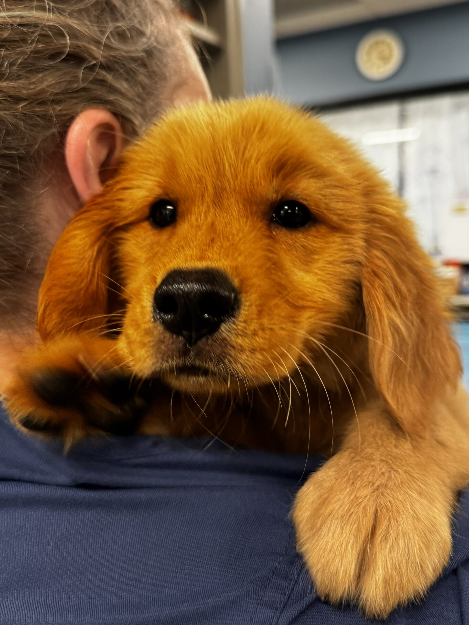 Golden retriever puppy being held 