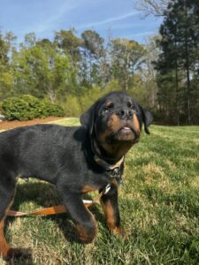 Yukon
