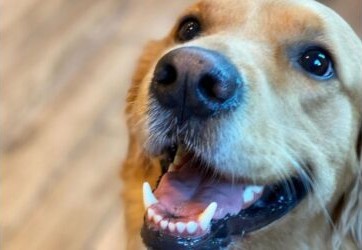 a close up of a dog's face